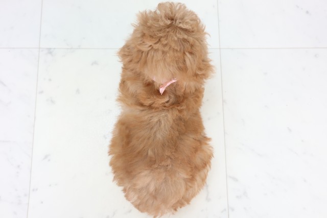 福岡県のトイプードル(トイ) (Coo&RIKU小倉店/2025年11月5日生まれ/女の子/アプリコット)の子犬の4枚目の画像