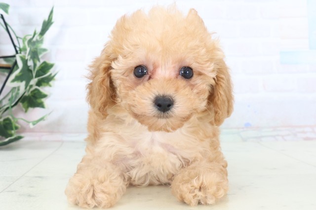 長崎県のトイプードル(トイ) (Coo&RIKU大村店/2025年11月5日生まれ/女の子/アプリコット)の子犬の1枚目の画像