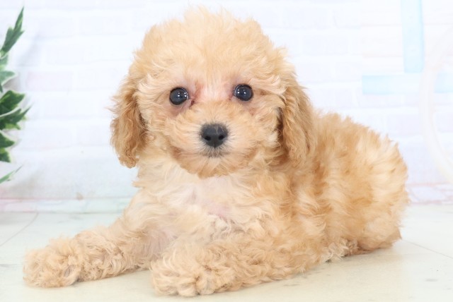 長崎県のトイプードル(トイ) (Coo&RIKU大村店/2025年11月5日生まれ/女の子/アプリコット)の子犬の3枚目の画像