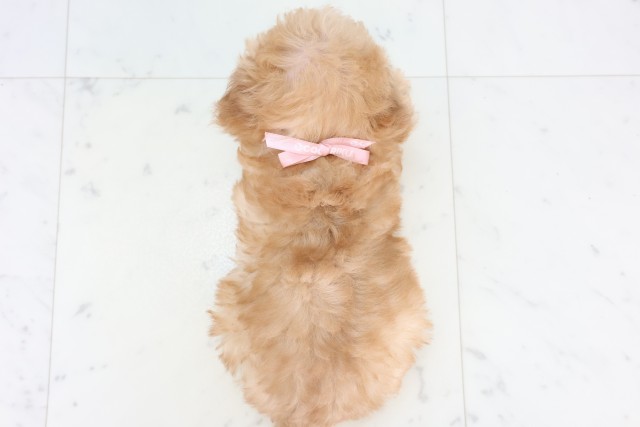 長崎県のトイプードル(トイ) (Coo&RIKU大村店/2025年11月5日生まれ/女の子/アプリコット)の子犬の4枚目の画像