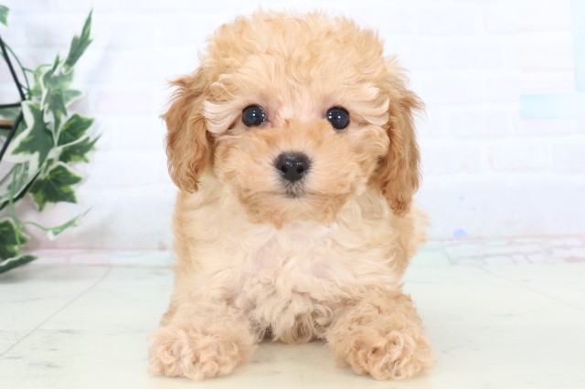 福岡県のトイプードル(トイ) (Coo&RIKUフォレストシティ春日店/2025年11月5日生まれ/女の子/アプリコット)の子犬の1枚目の画像