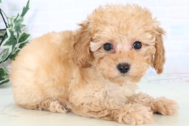 福岡県のトイプードル(トイ) (Coo&RIKUフォレストシティ春日店/2025年11月5日生まれ/女の子/アプリコット)の子犬の2枚目の画像