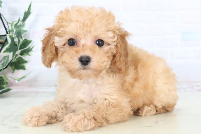 福岡県のトイプードル(トイ) (Coo&RIKUフォレストシティ春日店/2025年11月5日生まれ/女の子/アプリコット)の子犬の3枚目の画像