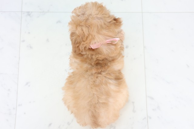 福岡県のトイプードル(トイ) (Coo&RIKUフォレストシティ春日店/2025年11月5日生まれ/女の子/アプリコット)の子犬の4枚目の画像