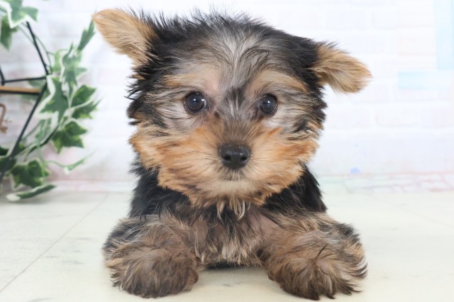 香川県のヨークシャーテリア (Coo&RIKU高松上福岡店/2025年11月5日生まれ/男の子/スチールブルータン)の子犬の1枚目の画像