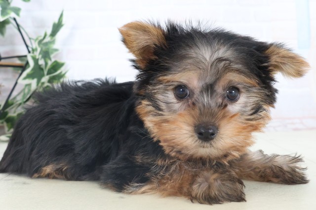 香川県のヨークシャーテリア (Coo&RIKU高松上福岡店/2025年11月5日生まれ/男の子/スチールブルータン)の子犬の2枚目の画像