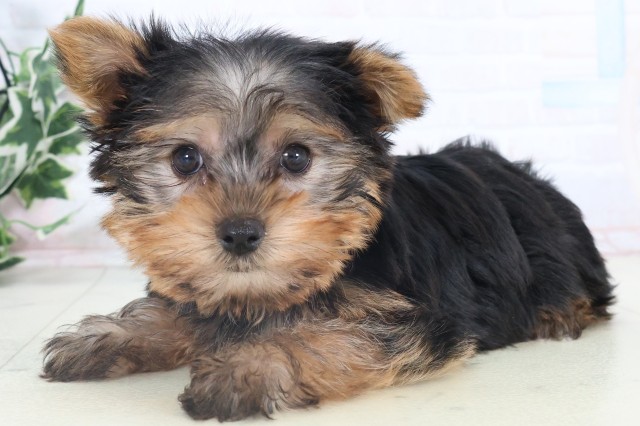 香川県のヨークシャーテリア (Coo&RIKU高松上福岡店/2025年11月5日生まれ/男の子/スチールブルータン)の子犬の3枚目の画像