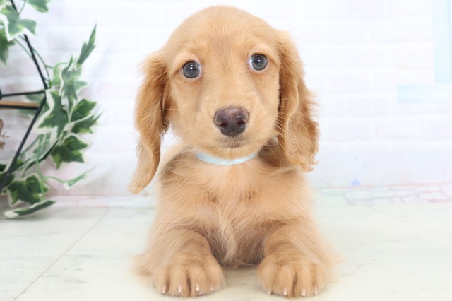 佐賀県のミニチュアダックスフンド(ロング) (Coo&RIKU佐賀神埼店/2025年11月8日生まれ/男の子/ゴールド)の子犬の1枚目の画像