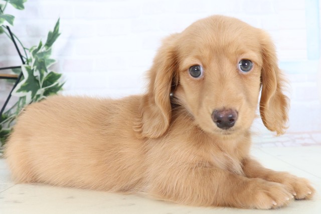 佐賀県のミニチュアダックスフンド(ロング) (Coo&RIKU佐賀神埼店/2025年11月8日生まれ/男の子/ゴールド)の子犬の2枚目の画像