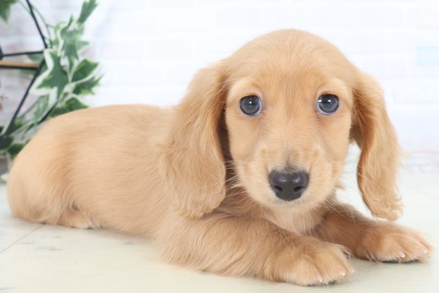 岡山県のミニチュアダックスフンド(ロング) (Coo&RIKU岡山店/2025年11月8日生まれ/女の子/ゴールド)の子犬の2枚目の画像