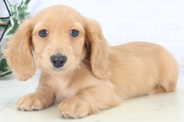 岡山県のミニチュアダックスフンド(ロング) (Coo&RIKU岡山店/2025年11月8日生まれ/女の子/ゴールド)の子犬の3枚目の画像