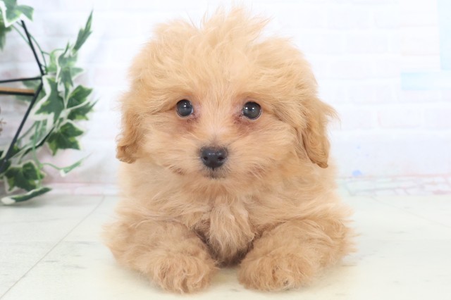 岡山県のポメプー(ポメラニアン×プードル) (Coo&RIKU岡山店/2025年11月8日生まれ/男の子/アプリコット)の子犬の1枚目の画像
