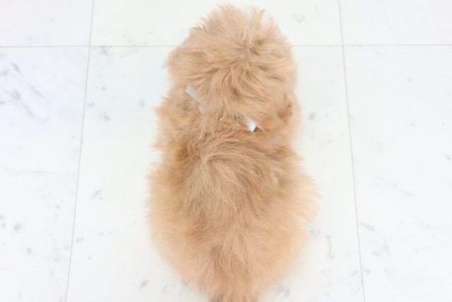 岡山県のポメプー(ポメラニアン×プードル) (Coo&RIKU岡山店/2025年11月8日生まれ/男の子/アプリコット)の子犬の4枚目の画像