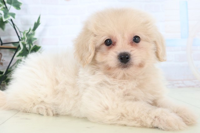 山口県のポメプー(ポメラニアン×プードル) (Coo&RIKUサンパークあじす店/2025年11月8日生まれ/男の子/クリーム)の子犬の2枚目の画像