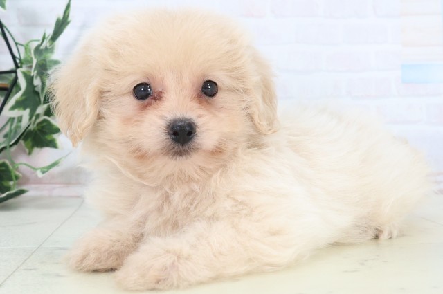 山口県のポメプー(ポメラニアン×プードル) (Coo&RIKUサンパークあじす店/2025年11月8日生まれ/男の子/クリーム)の子犬の3枚目の画像