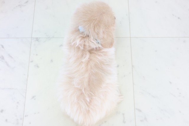 山口県のポメプー(ポメラニアン×プードル) (Coo&RIKUサンパークあじす店/2025年11月8日生まれ/男の子/クリーム)の子犬の4枚目の画像
