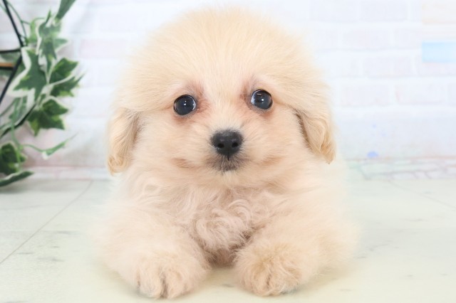 広島県のポメプー(ポメラニアン×プードル) (Coo&RIKU広島中央店/2025年11月8日生まれ/男の子/クリーム)の子犬の1枚目の画像