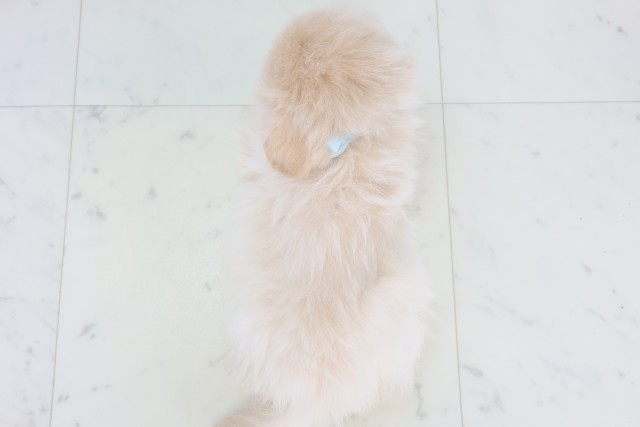広島県のポメプー(ポメラニアン×プードル) (Coo&RIKU広島中央店/2025年11月8日生まれ/男の子/クリーム)の子犬の4枚目の画像