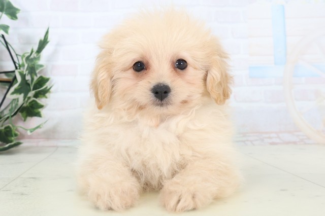 広島県のポメプー(ポメラニアン×プードル) (Coo&RIKU福山店/2025年11月8日生まれ/女の子/クリーム)の子犬の1枚目の画像