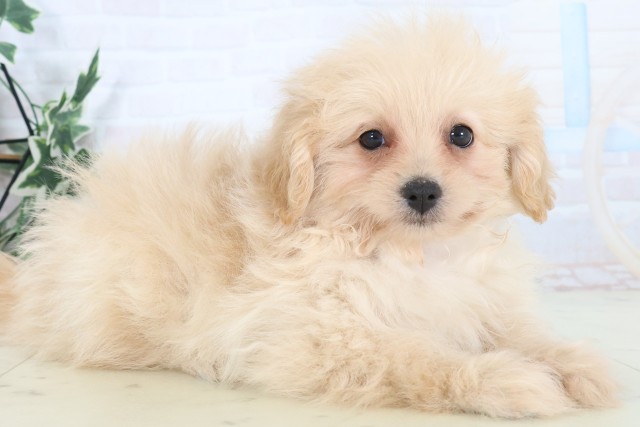 広島県のポメプー(ポメラニアン×プードル) (Coo&RIKU福山店/2025年11月8日生まれ/女の子/クリーム)の子犬の2枚目の画像