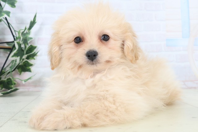 広島県のポメプー(ポメラニアン×プードル) (Coo&RIKU福山店/2025年11月8日生まれ/女の子/クリーム)の子犬の3枚目の画像