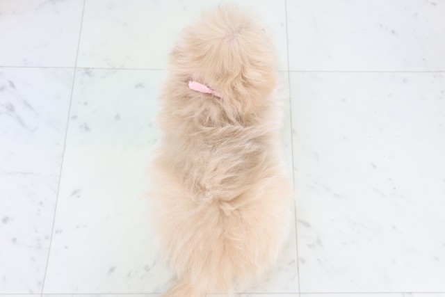 広島県のポメプー(ポメラニアン×プードル) (Coo&RIKU福山店/2025年11月8日生まれ/女の子/クリーム)の子犬の4枚目の画像
