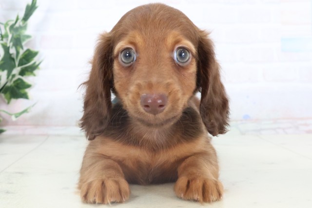 広島県のミニチュアダックスフンド(ロング) (Coo&RIKUゆめタウン大竹店/2025年11月9日生まれ/男の子/チョコレートタン)の子犬の1枚目の画像