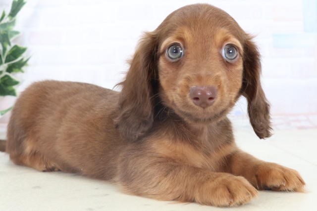 広島県のミニチュアダックスフンド(ロング) (Coo&RIKUゆめタウン大竹店/2025年11月9日生まれ/男の子/チョコレートタン)の子犬の2枚目の画像