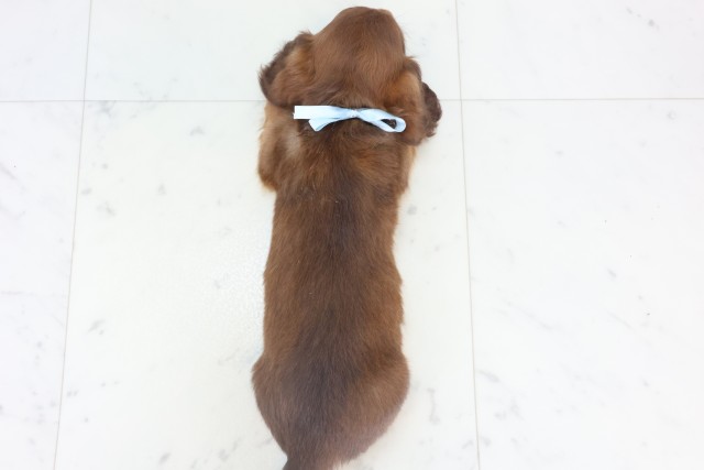 広島県のミニチュアダックスフンド(ロング) (Coo&RIKUゆめタウン大竹店/2025年11月9日生まれ/男の子/チョコレートタン)の子犬の4枚目の画像