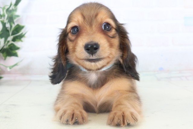 福岡県のミニチュアダックスフンド(ロング) (Coo&RIKU行橋店/2025年11月9日生まれ/男の子/レッド)の子犬の1枚目の画像