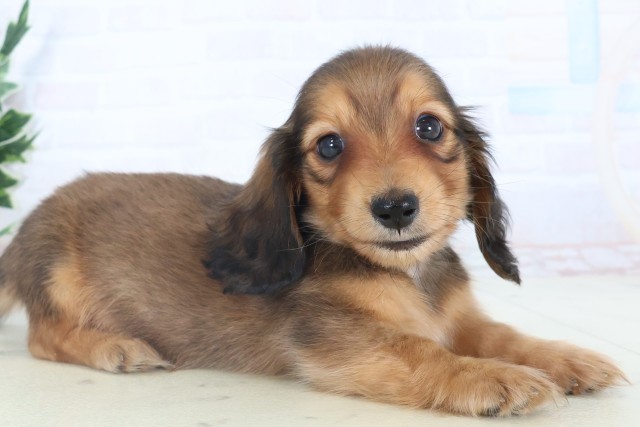 福岡県のミニチュアダックスフンド(ロング) (Coo&RIKU行橋店/2025年11月9日生まれ/男の子/レッド)の子犬の2枚目の画像