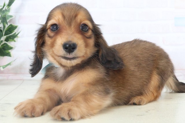 福岡県のミニチュアダックスフンド(ロング) (Coo&RIKU行橋店/2025年11月9日生まれ/男の子/レッド)の子犬の3枚目の画像