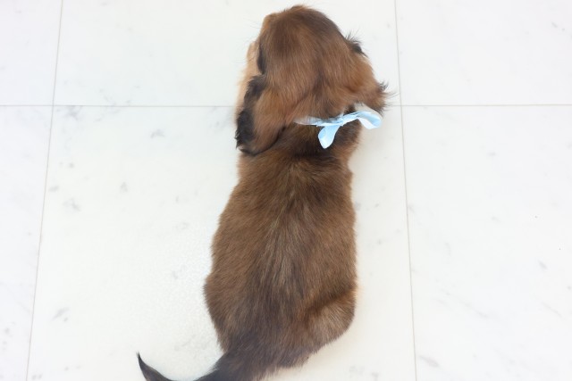 福岡県のミニチュアダックスフンド(ロング) (Coo&RIKU行橋店/2025年11月9日生まれ/男の子/レッド)の子犬の4枚目の画像