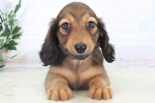 山口県のミニチュアダックスフンド(ロング) (Coo&RIKUサンパークあじす店/2025年11月9日生まれ/男の子/シェーデットレッド)の子犬の1枚目の画像