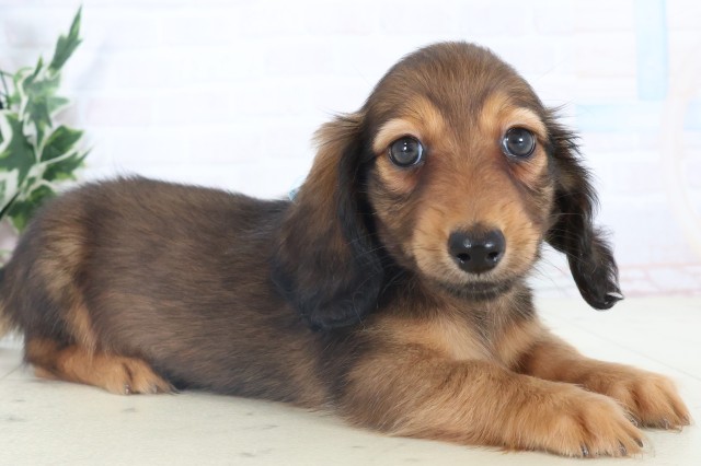 山口県のミニチュアダックスフンド(ロング) (Coo&RIKUサンパークあじす店/2025年11月9日生まれ/男の子/シェーデットレッド)の子犬の2枚目の画像