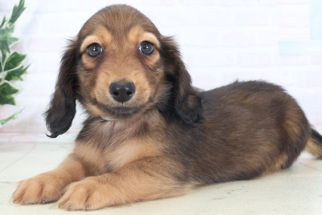 山口県のミニチュアダックスフンド(ロング) (Coo&RIKUサンパークあじす店/2025年11月9日生まれ/男の子/シェーデットレッド)の子犬の3枚目の画像