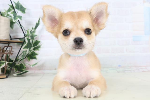 福岡県のチワワ(ロング) (Coo&RIKU小倉店/2025年11月3日生まれ/男の子/フォーン)の子犬の1枚目の画像