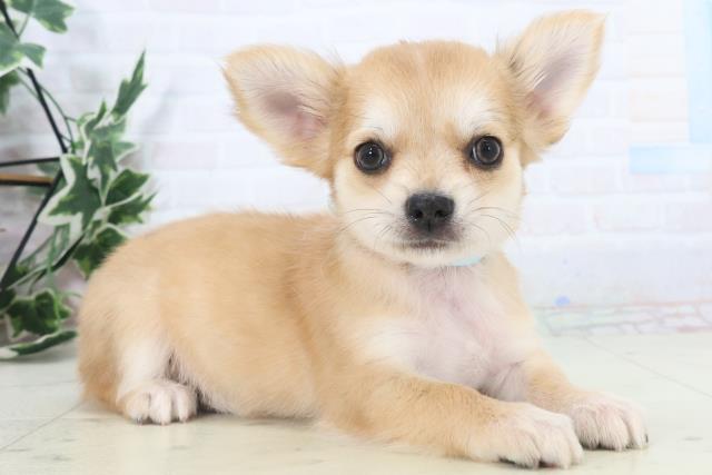 福岡県のチワワ(ロング) (Coo&RIKU小倉店/2025年11月3日生まれ/男の子/フォーン)の子犬の2枚目の画像