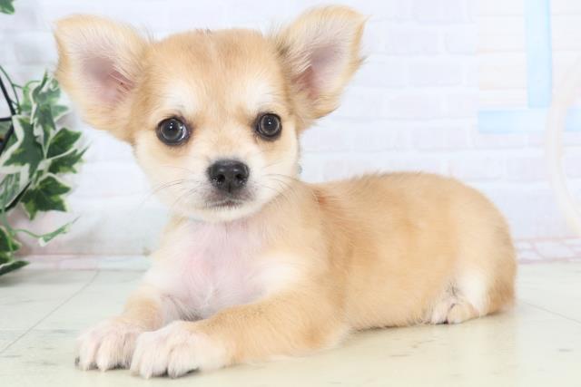 福岡県のチワワ(ロング) (Coo&RIKU小倉店/2025年11月3日生まれ/男の子/フォーン)の子犬の3枚目の画像