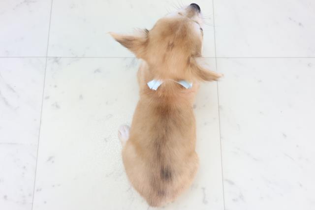 福岡県のチワワ(ロング) (Coo&RIKU小倉店/2025年11月3日生まれ/男の子/フォーン)の子犬の4枚目の画像