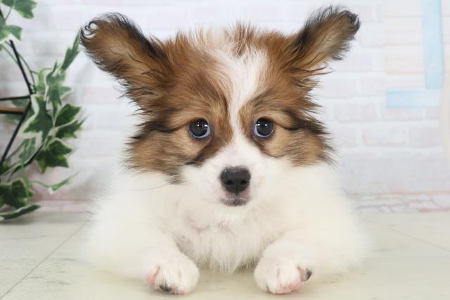 広島県のパピヨン (Coo&RIKU広島北店/2025年11月4日生まれ/女の子/レッドホワイト)の子犬の1枚目の画像