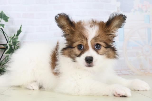 広島県のパピヨン (Coo&RIKU広島北店/2025年11月4日生まれ/女の子/レッドホワイト)の子犬の2枚目の画像