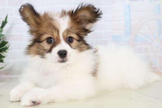 広島県のパピヨン (Coo&RIKU広島北店/2025年11月4日生まれ/女の子/レッドホワイト)の子犬の3枚目の画像