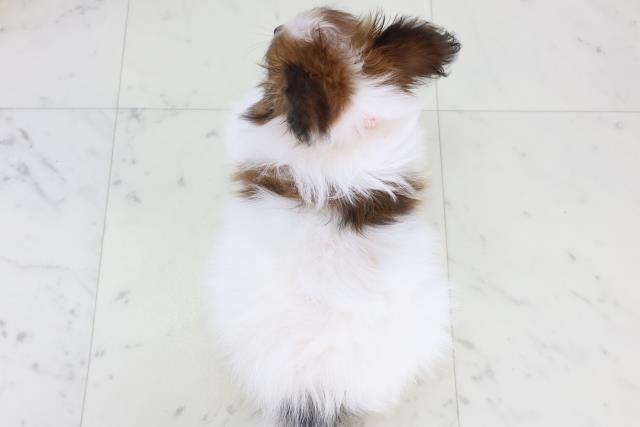 広島県のパピヨン (Coo&RIKU広島北店/2025年11月4日生まれ/女の子/レッドホワイト)の子犬の4枚目の画像