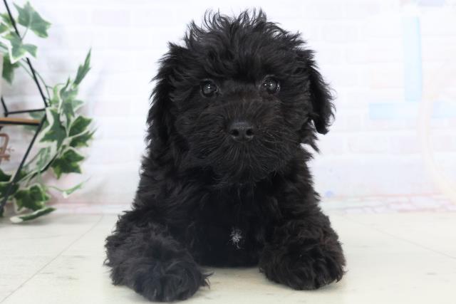 広島県のシュナプー(シュナウザー×プードル) (Coo&RIKU東広島店/2025年11月6日生まれ/男の子/ブラック)の子犬の1枚目の画像