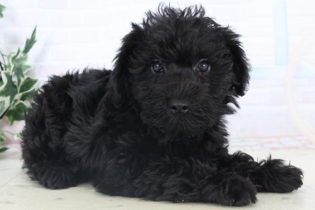 広島県のシュナプー(シュナウザー×プードル) (Coo&RIKU東広島店/2025年11月6日生まれ/男の子/ブラック)の子犬の2枚目の画像