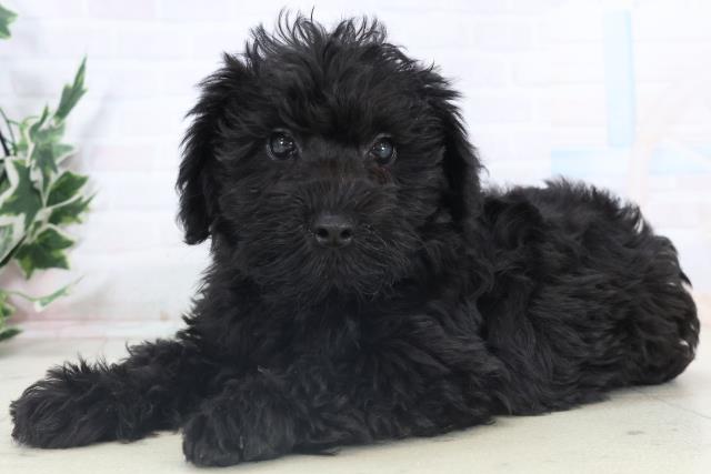 広島県のシュナプー(シュナウザー×プードル) (Coo&RIKU東広島店/2025年11月6日生まれ/男の子/ブラック)の子犬の3枚目の画像