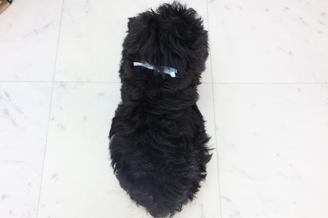 広島県のシュナプー(シュナウザー×プードル) (Coo&RIKU東広島店/2025年11月6日生まれ/男の子/ブラック)の子犬の4枚目の画像