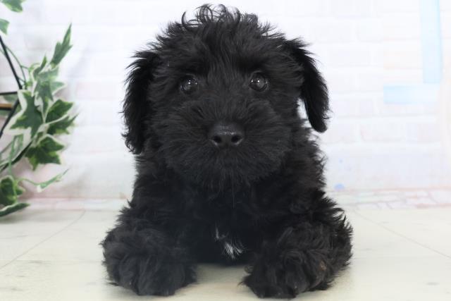 広島県のシュナプー(シュナウザー×プードル) (Coo&RIKU福山店/2025年11月6日生まれ/男の子/ブラック)の子犬の1枚目の画像