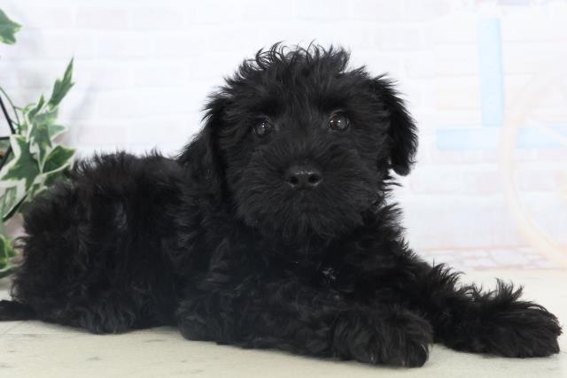 広島県のシュナプー(シュナウザー×プードル) (Coo&RIKU福山店/2025年11月6日生まれ/男の子/ブラック)の子犬の2枚目の画像